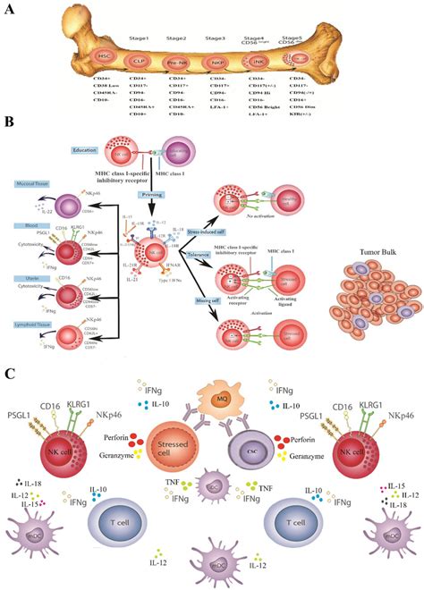 NK cell, from development to Functioning. A The pathway of NK cell ...