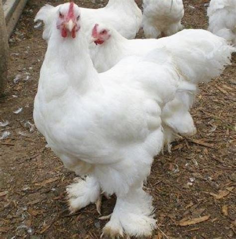 White Cochin Standard Chicks for Sale | Cackle Hatchery