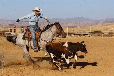 Cowboy on horse roping cattle Stock Photo | Adobe Stock