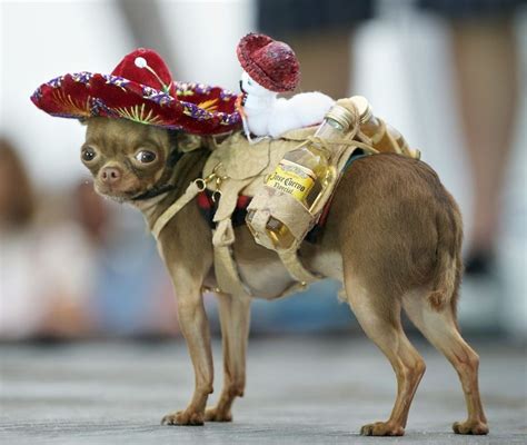 Funny Chihuahua Dog Costumes - Pets Lovers