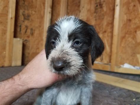 German Wirehaired Pointer Puppies For Sale | Irwin, OH #284799