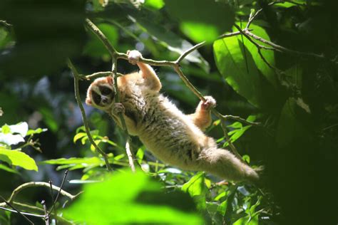 The Slow Loris, The Primate With A Surprisingly Deadly Venom