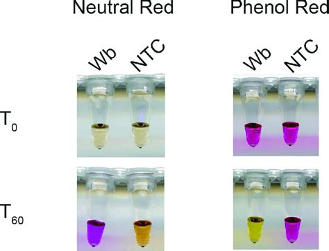 Phenol Red Color Chart