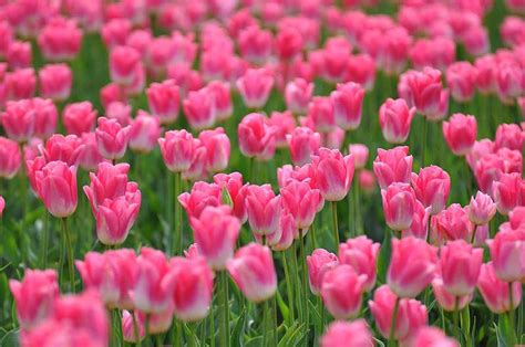 50+ Hình ảnh hoa Tulip - Tổng hợp những hình ảnh hoa Tulip đẹp nhất