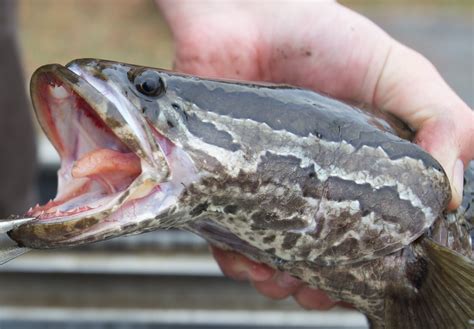 Snakehead Teeth | FWS.gov