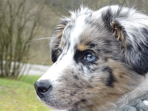 Blue Merle Australian Shepherds: The Complete Guide