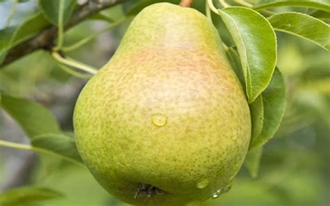 Buy Pineapple Pear - Pyrus communis "pineapple' - 5 Gallon - Pear Trees