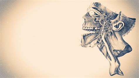 Anatomy Wallpaper HD - WallpaperSafari