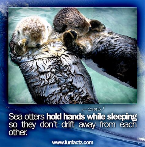 Sea otters hold hands while sleeping so they don’t drift away from each ...