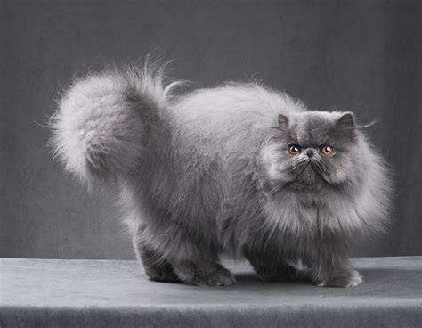 Persian Cat: Breed Profile, Characteristics & Care