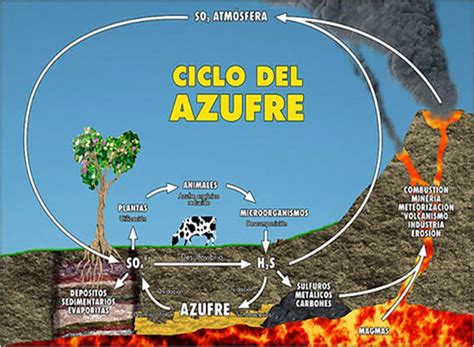 ¿Cuál es el ciclo del azufre o ciclo biogeoquímico del azufre? ️ - GT