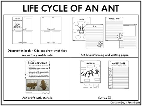 Life Cycle of an Ant | Made By Teachers