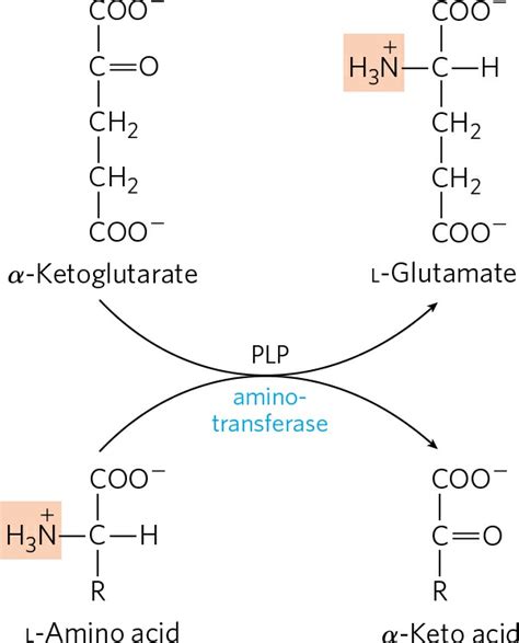 Transamination Mechanism