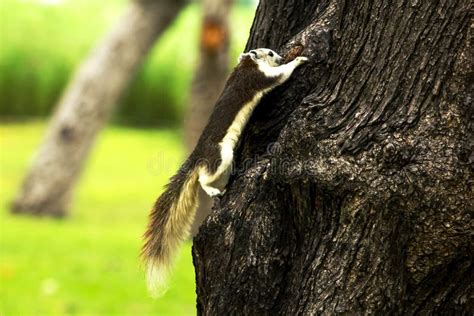 The Squirrels are Climbing on High Trees Stock Photo - Image of brown ...