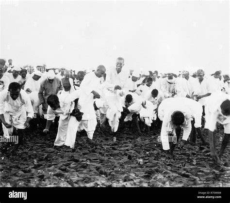 Mahatma Gandhi and others picking up natural salt at Dandi, Gujarat ...