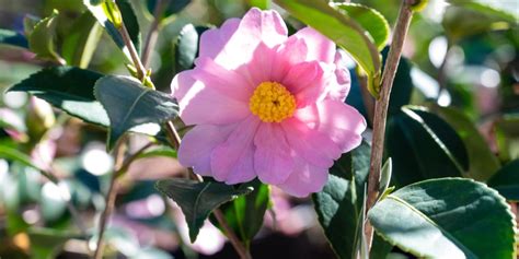 Cold Hardy Camellias Zone 6: The Ultimate Guide - GFL Outdoors