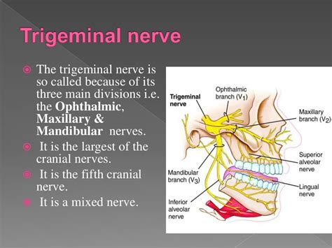 Trigeminal Nerve Function Branches Anatomy And Faqs – NBKomputer