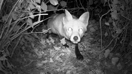 Mammals of Coombe Bissett Down: Fox | Wiltshire Wildlife Trust