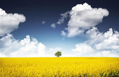 Canola field Painting by Bess Hamiti