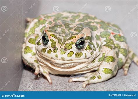 Common European Toad stock photo. Image of common, amphibian - 47502452