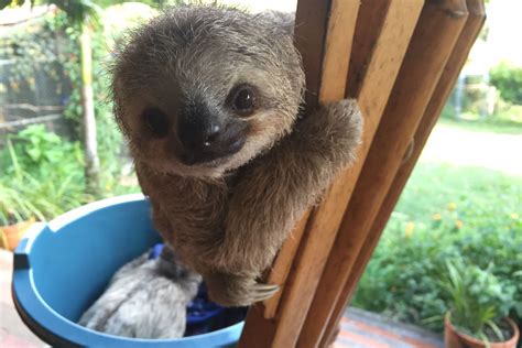 These smiling baby sloths will cheer you up