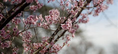 The first Hanami, Japan and Sakura – Varied Reflections