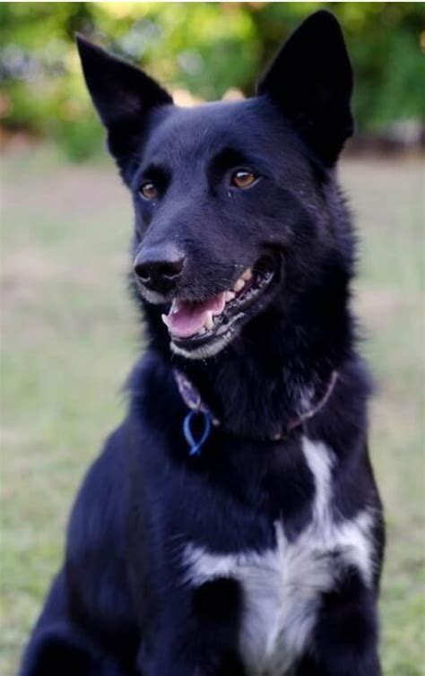 The Border Collie X Kelpie (2023 Breed Profile) - gentledogtrainers.com.au