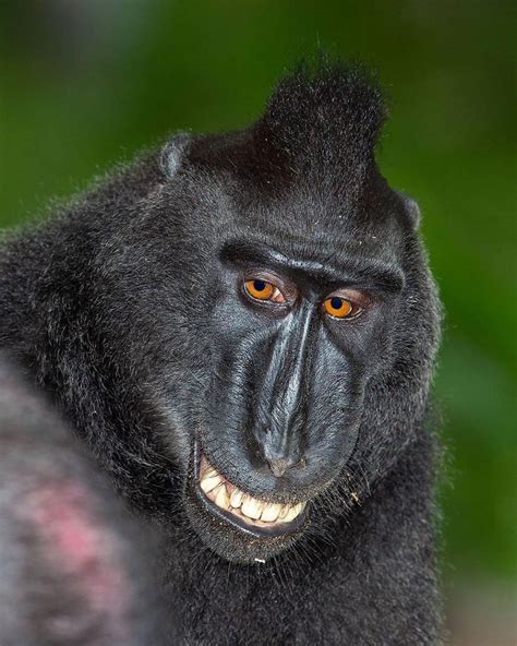 Crested Black Macaque Smiling