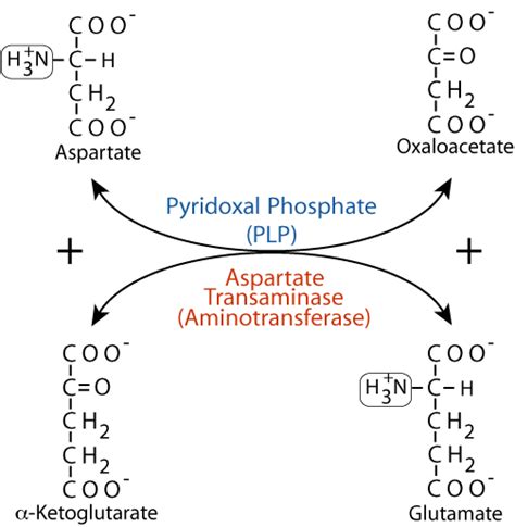 Transamination Mechanism