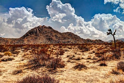 UNIQUELY JOSHUA TREE: Storm Clouds on the Mojave Desert