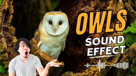 Owl Sound Effects (hooting) No Copyright, 41% OFF