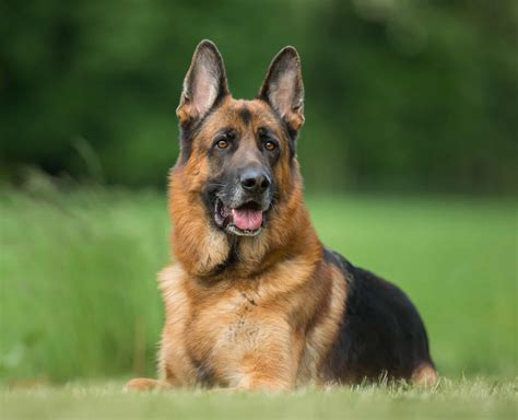 About The Breed: German Shepherd | Highland Canine Training