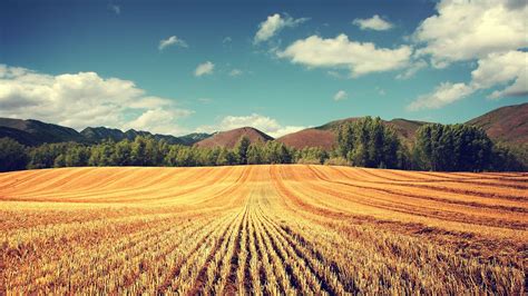 Harvest Wallpapers - Top Free Harvest Backgrounds - WallpaperAccess