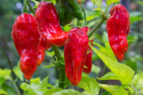 Growing Ghost Pepper Plants (One Of The Hottest Peppers On Earth ...