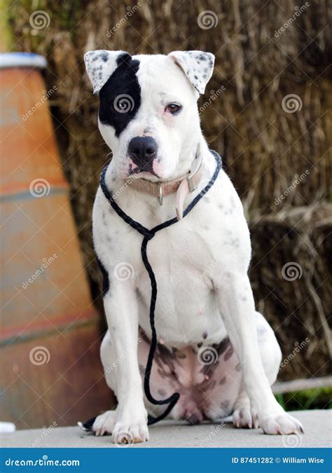 Black And White Spotted Pitbull Puppy