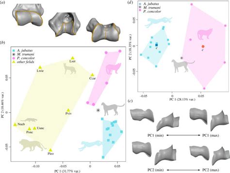 Researchers uncover new characteristics of the extinct American cheetah ...