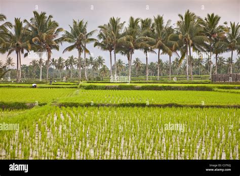 Padi fields bali hi-res stock photography and images - Alamy