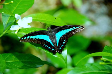 Butterfly Park Kuala Lumpur, Malaysia - Travel Guide