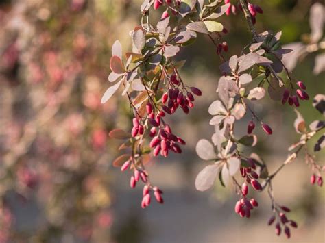 Barberry Plant Information - Growing And Caring For Barberry Shrubs