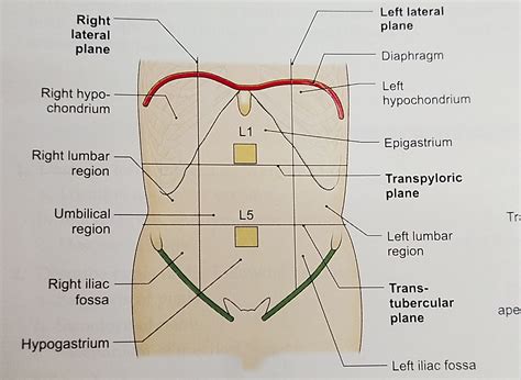 9 Regions of Abdomen