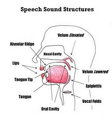 Speech Sound Structures