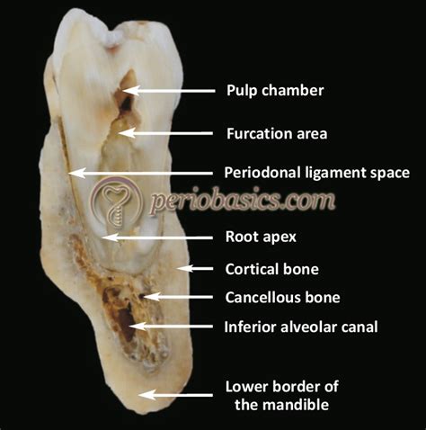 Alveolar Bone