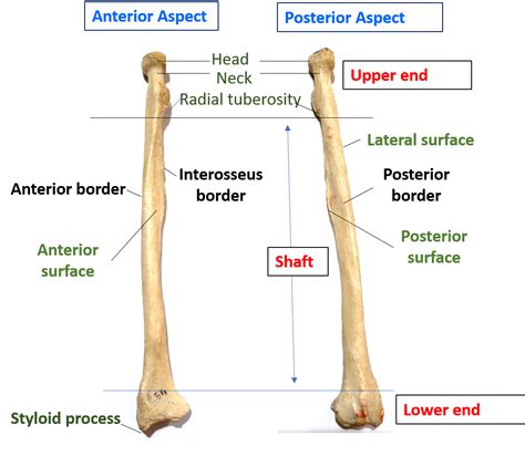 Radius Bone Size at Jerry Drew blog