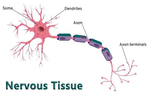 Nervous Tissue - Learn Discover Grow