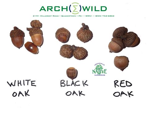 White Black Red Oak Acorn Identification - ArcheWild | Architects of ...