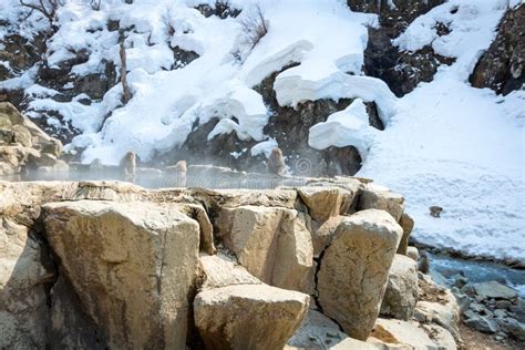 Jigokudani Snow Monkey Hot Spring, Nagano Japan Stock Image - Image of ...