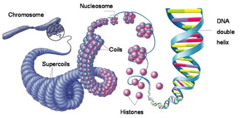 Chromosome: definition, structure, types, and composition - Javatpoint