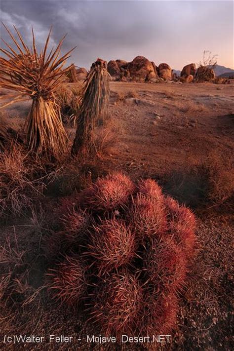 Mojave Desert Cactus - Desert Plants