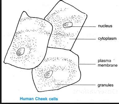 Cheek Cell Labeled Diagram