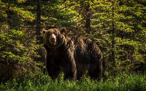 animals, Bears, Forest Wallpapers HD / Desktop and Mobile Backgrounds